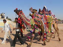 Kamelmarkt_in_Nagaur