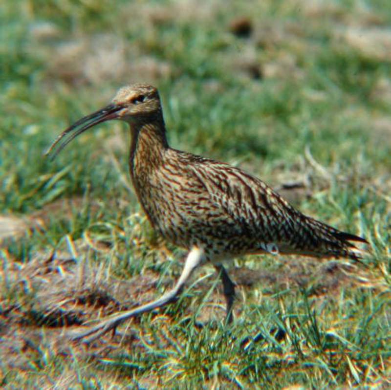 brachvogel-w