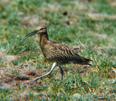 2018-wiese-brachvogel-w